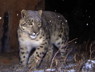 Snow leopard